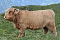 Virtual Highland Cattle Show 2020